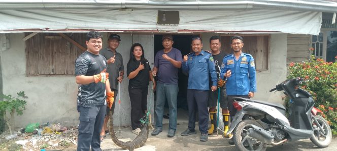 
					Biawak Ikut “Puasa”, Nyemplung ke Sumur Warga, Damkar Rohil Turun Tangan
